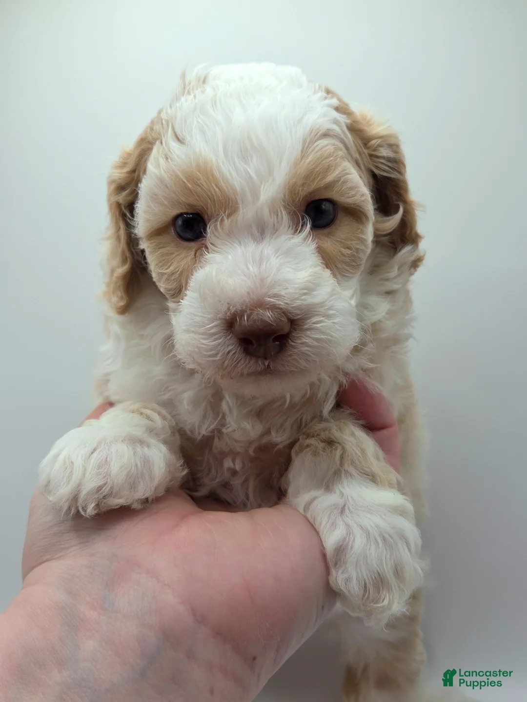Miniature Poodle dogs for sale: Cinderella - AKC Mini Poodle - Ad 2