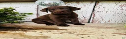 Labrador Retriever dogs for sale: Flora - Ad 4