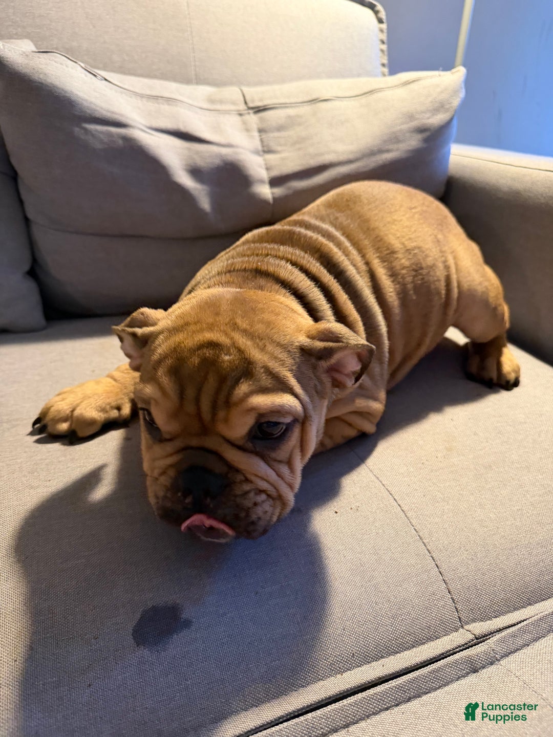 English Bulldog dogs for sale: Foxy - Ad 8