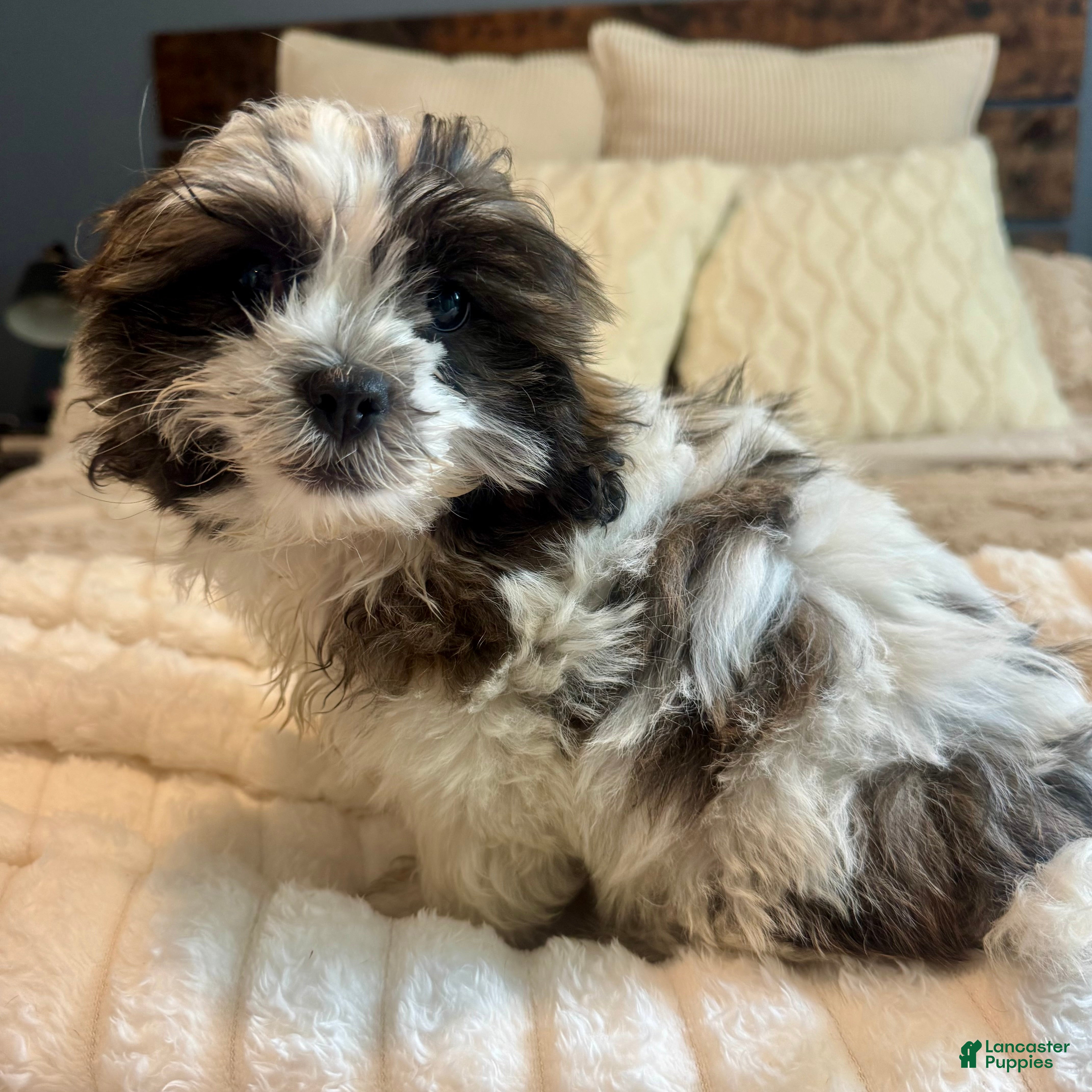 Teddy Bear dogs Luke - Ad 23