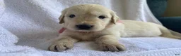 Golden Retriever dogs for sale: Rose AKC Cream Golden Retriever Female  - Ad 3