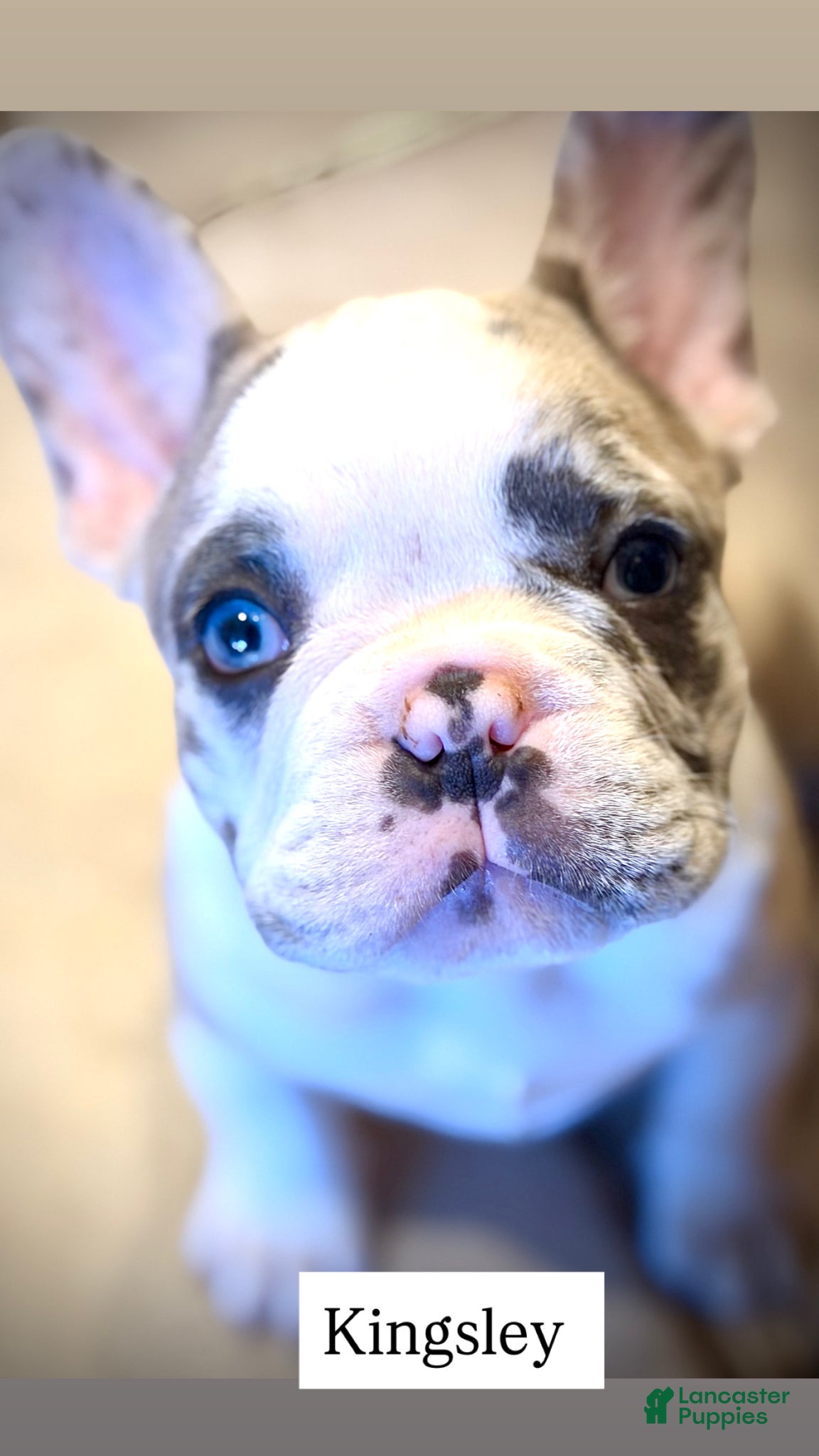 French Bulldog dogs French Bulldog Puppy 1 - Kingsley - Ad 14