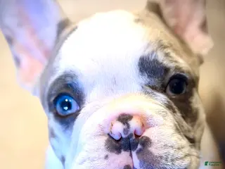 French Bulldog dogs French Bulldog Puppy 1 - Kingsley - Ad 24