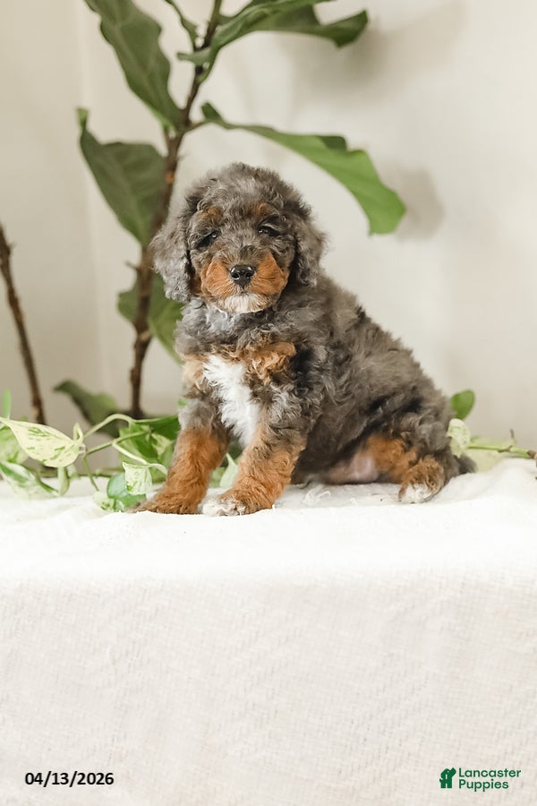 Miniature Poodle dogs Kohl - Ad 1