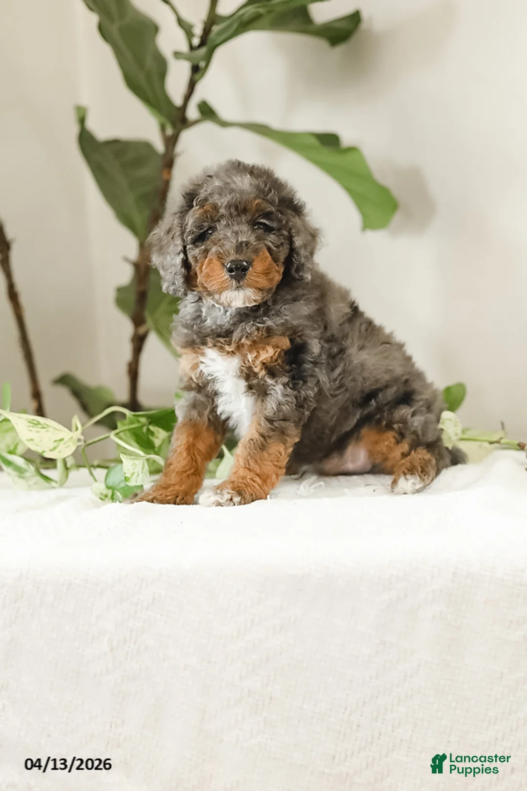 Miniature Poodle dogs for sale: Kohl - Ad 1