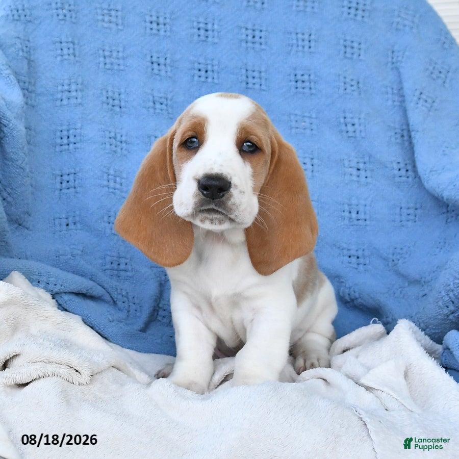 Basset Hound dogs Clarence - Ad 1