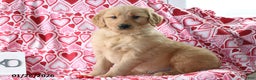 Golden Retriever dogs for sale: Roscoe - Ad 2