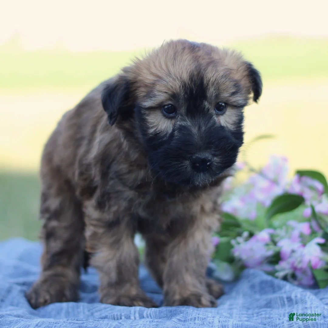 Soft Coated Wheaten Terrier dogs for sale: Grace  - Ad 1