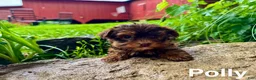 Yorkshire Terrier dogs for sale: Polly - Ad 3