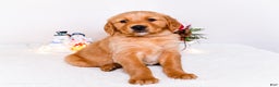 Golden Retriever dogs for sale: Dakoda - Ad 1
