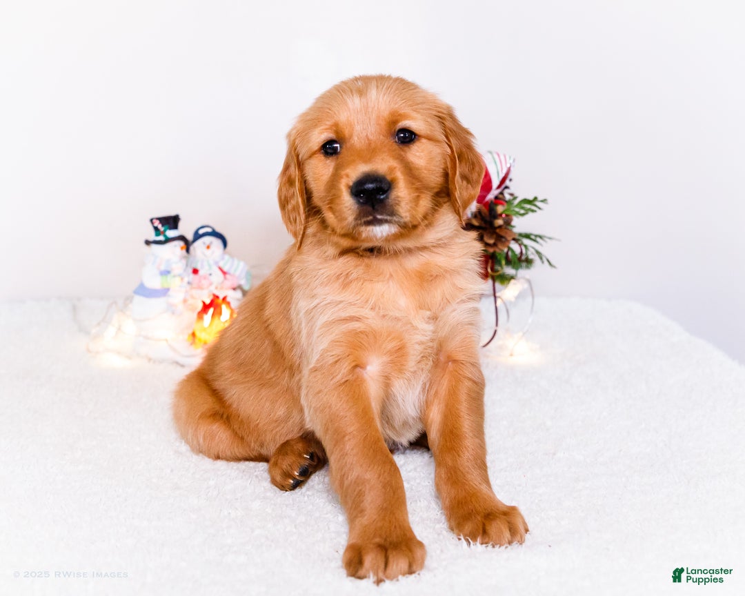 Golden Retriever dogs for sale: Dakoda - Ad 1