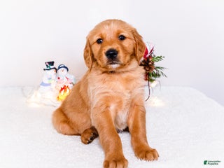 Golden Retriever dogs Dakoda - Ad 22