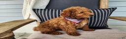 Mini Bernedoodle dogs for sale: Blake - Ad 8