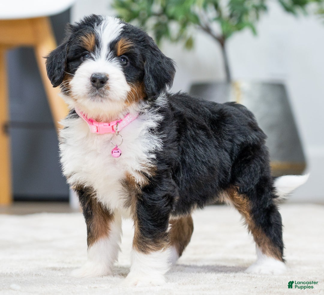 Mini Bernedoodle dogs for sale: Onyx - Ad 3