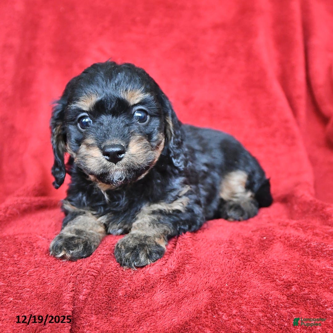 Cavapoo dogs for sale: Griffin - Ad 3
