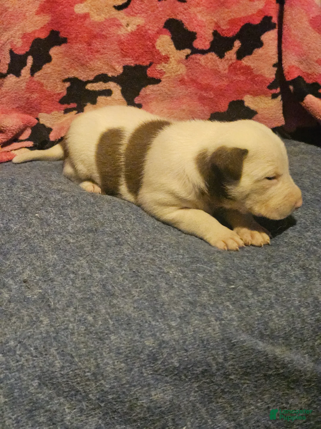 Border Collie dogs for sale: Suzy - Ad 2