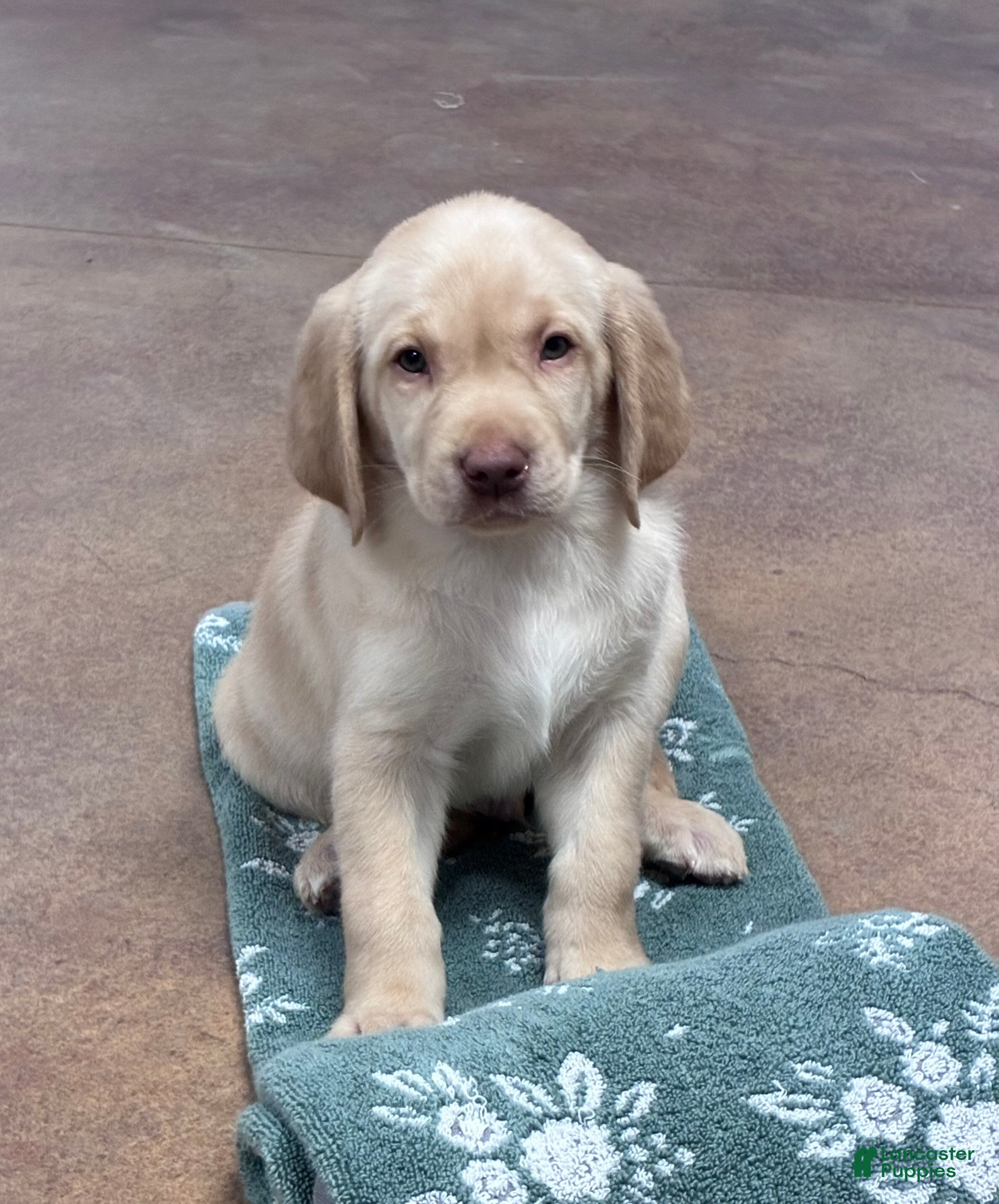 Labrador Retriever dogs Boy 2 - Ad 12