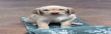 Boy 2