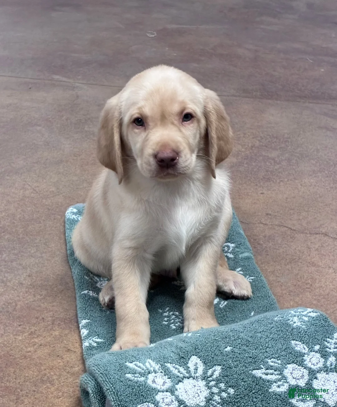 Labrador Retriever dogs for sale: Boy 2 - Ad 1