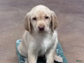 Labrador Retriever dogs Boy 2 - Ad 12