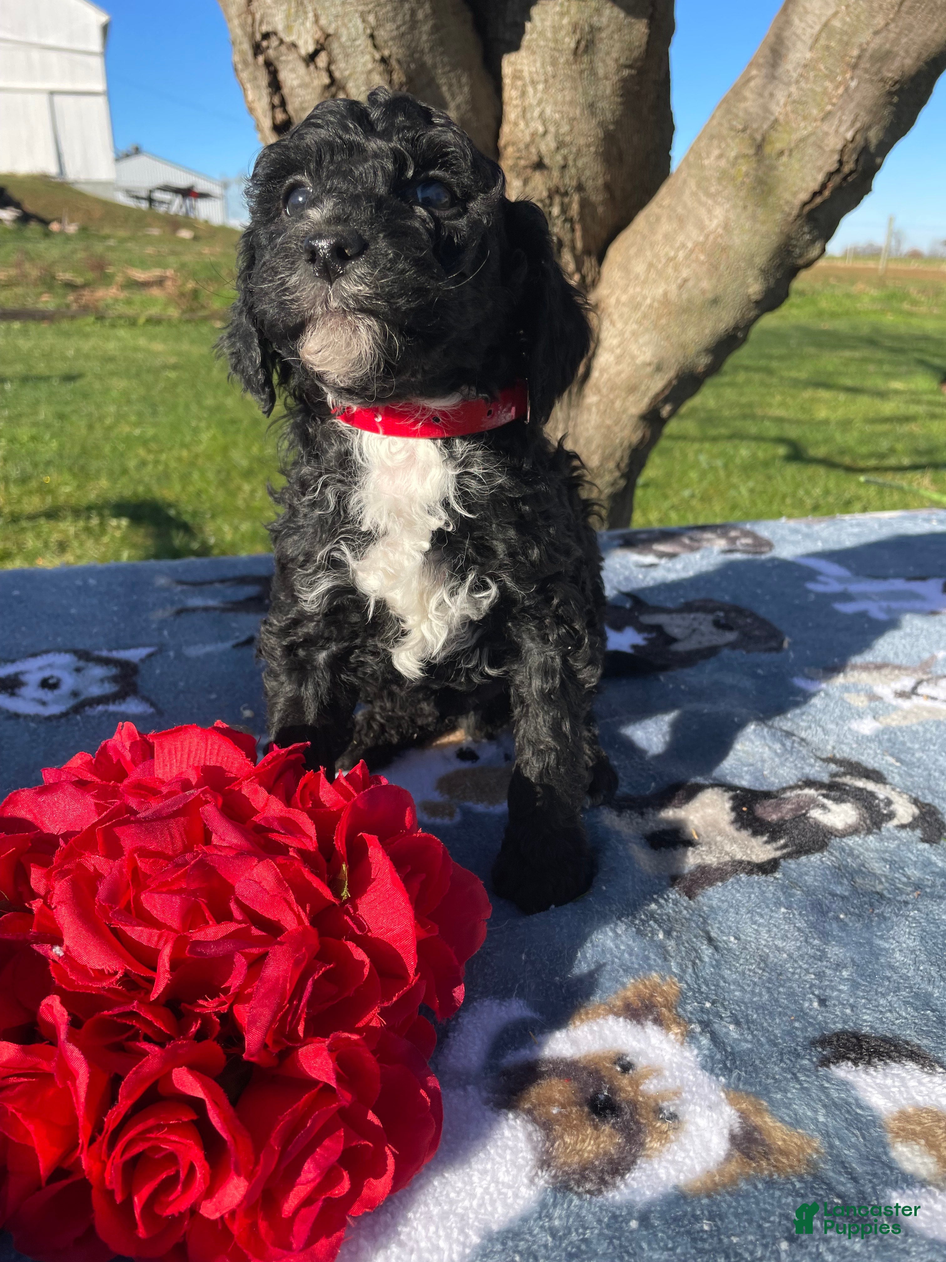Miniature Poodle dogs Henry - Ad 36