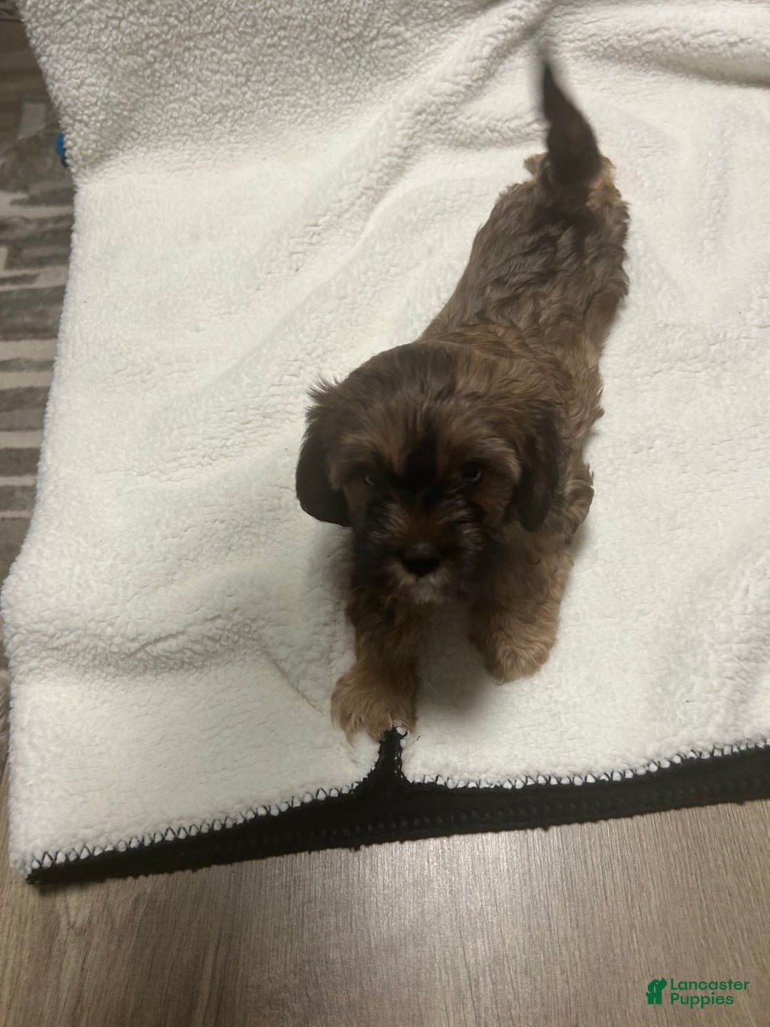 Shih Tzu dogs for sale: Teddy Bear Puppy 1 - Ad 2