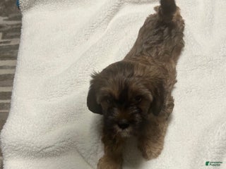 Shih Tzu dogs Shih Tzu Puppy 1 - Ad 20