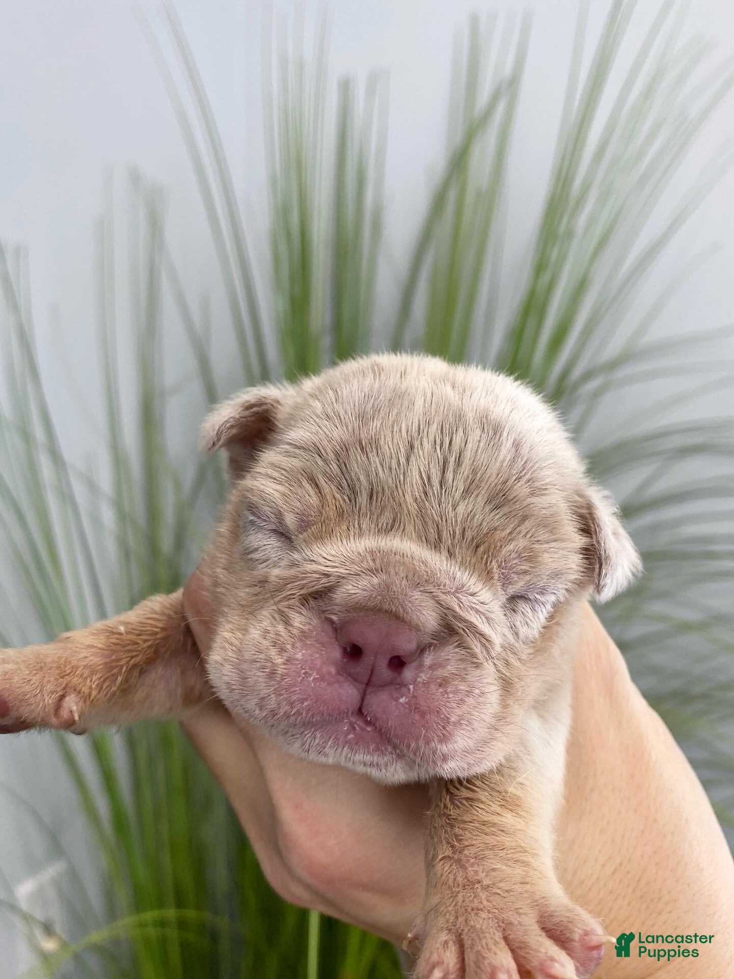 English Bulldog dogs Elio - Ad 11