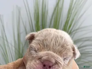 English Bulldog dogs Elio - Ad 11