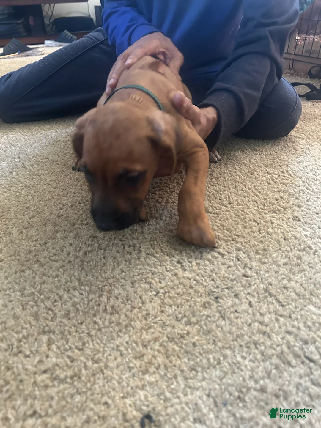 Rhodesian Ridgeback dogs for sale: Rhodesian Ridgeback Puppy 3 Green Collar  - Ad 3