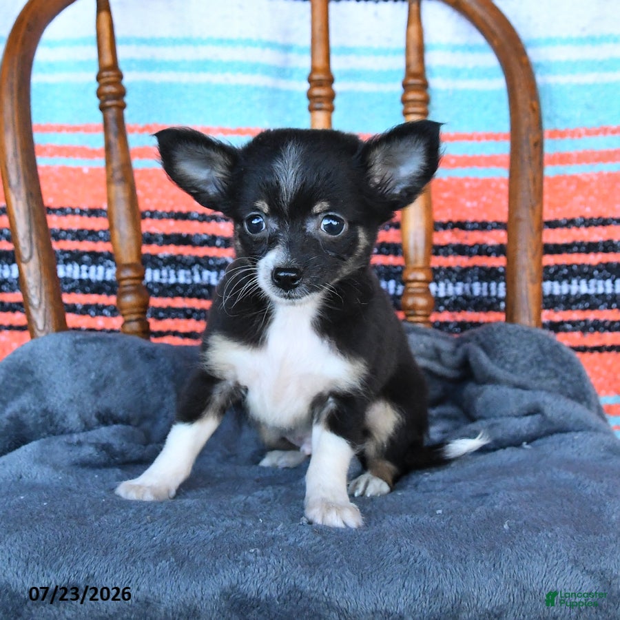 Chihuahua dogs Sully - Ad 2