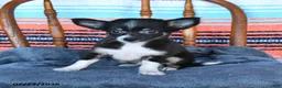 Chihuahua dogs for sale: Sully - Ad 2