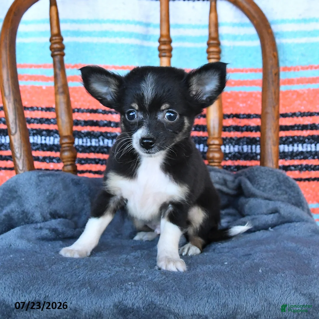 Chihuahua dogs for sale: Sully - Ad 2