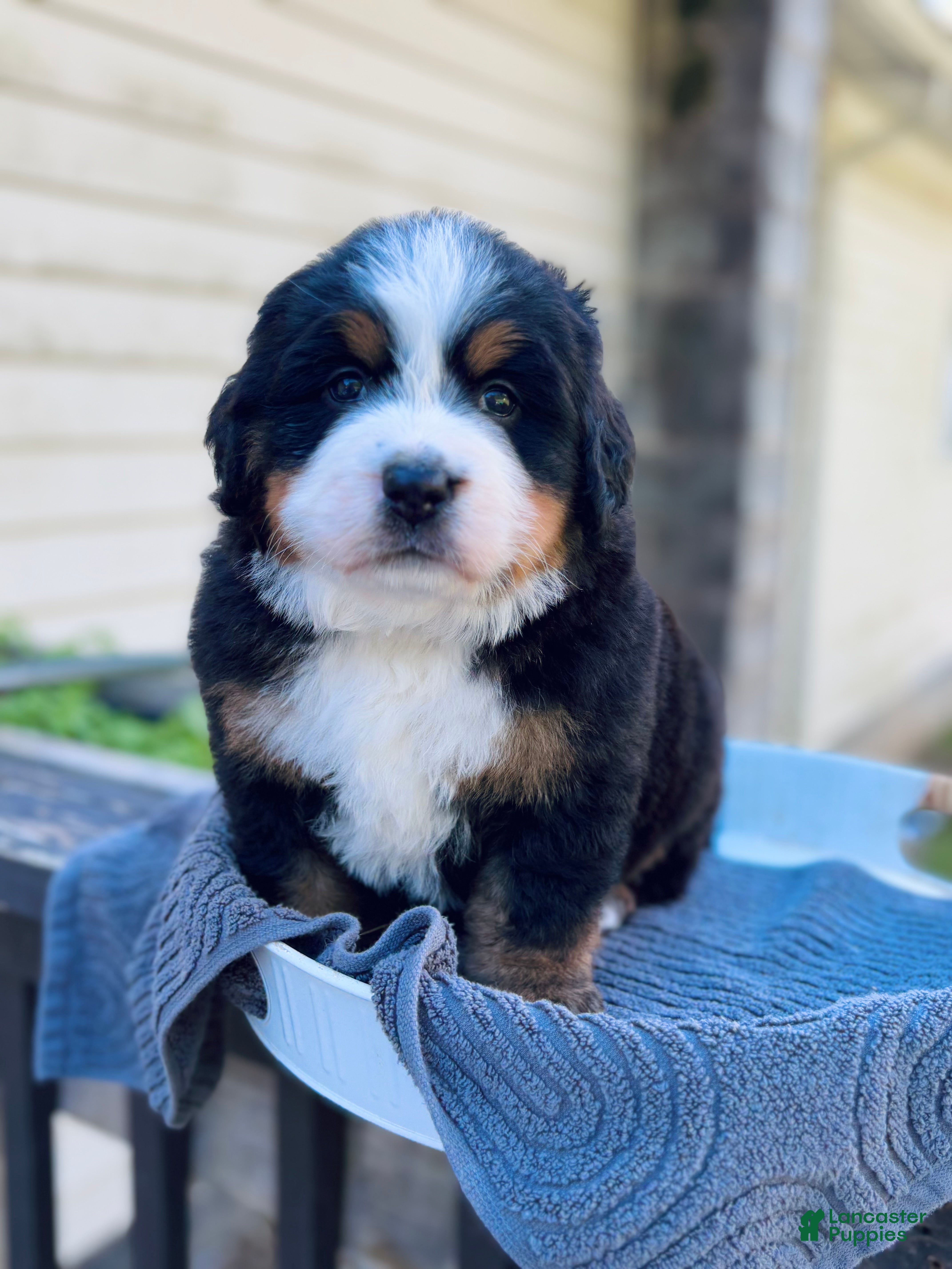 Leonberger Bernese Mountain Dog Mix Bernese Mix German Mountain