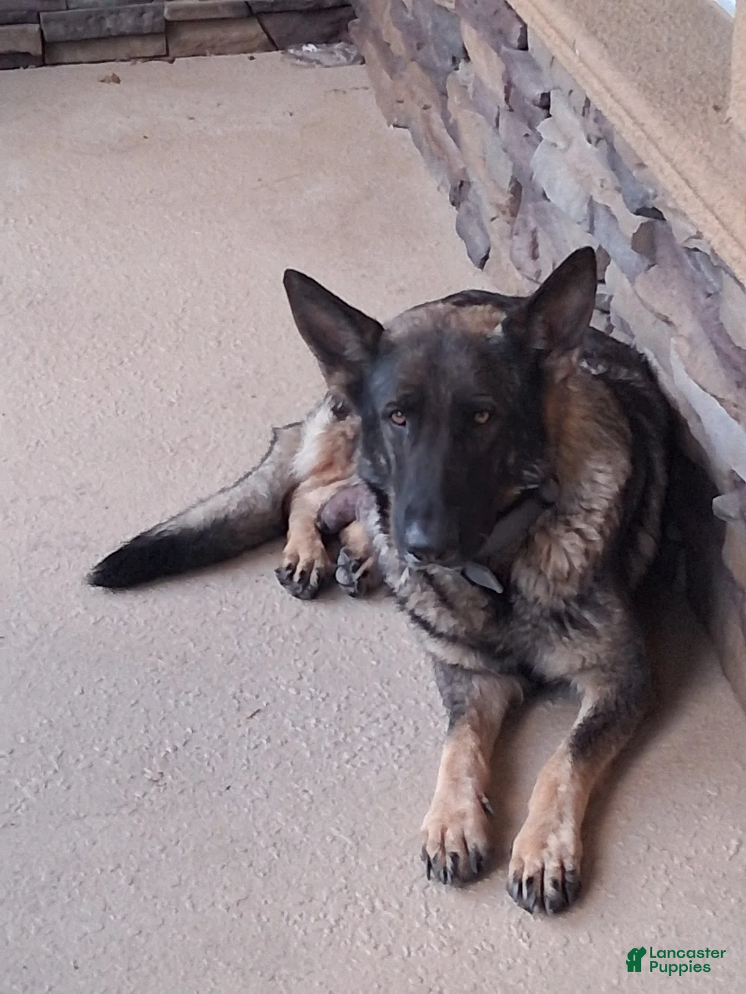 German Shepherd dogs for sale: German Shepherd Puppy 1 - Ad 3