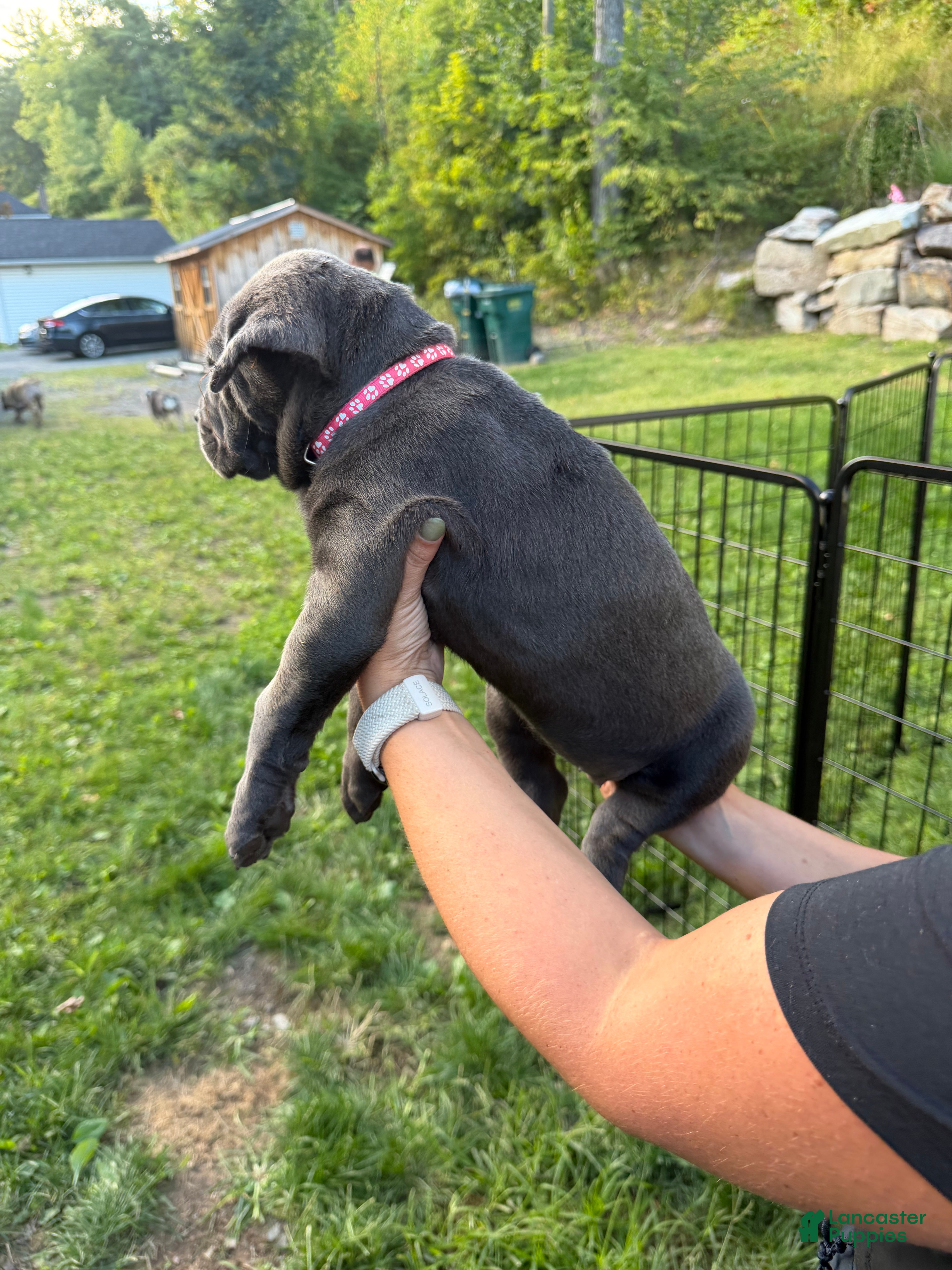 Cane Corso dogs Dark Pink Collar -Griselda - Ad 2