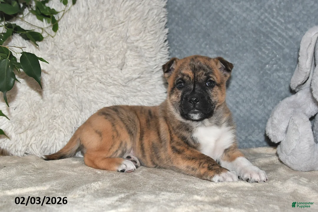 Mixed Breed dogs for sale: Treva - Ad 5