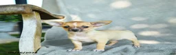 Chihuahua dogs for sale: Jenna - Ad 3