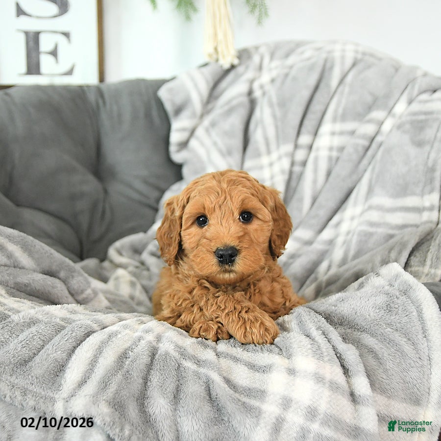 Mini Goldendoodle dogs Archer - Ad 2