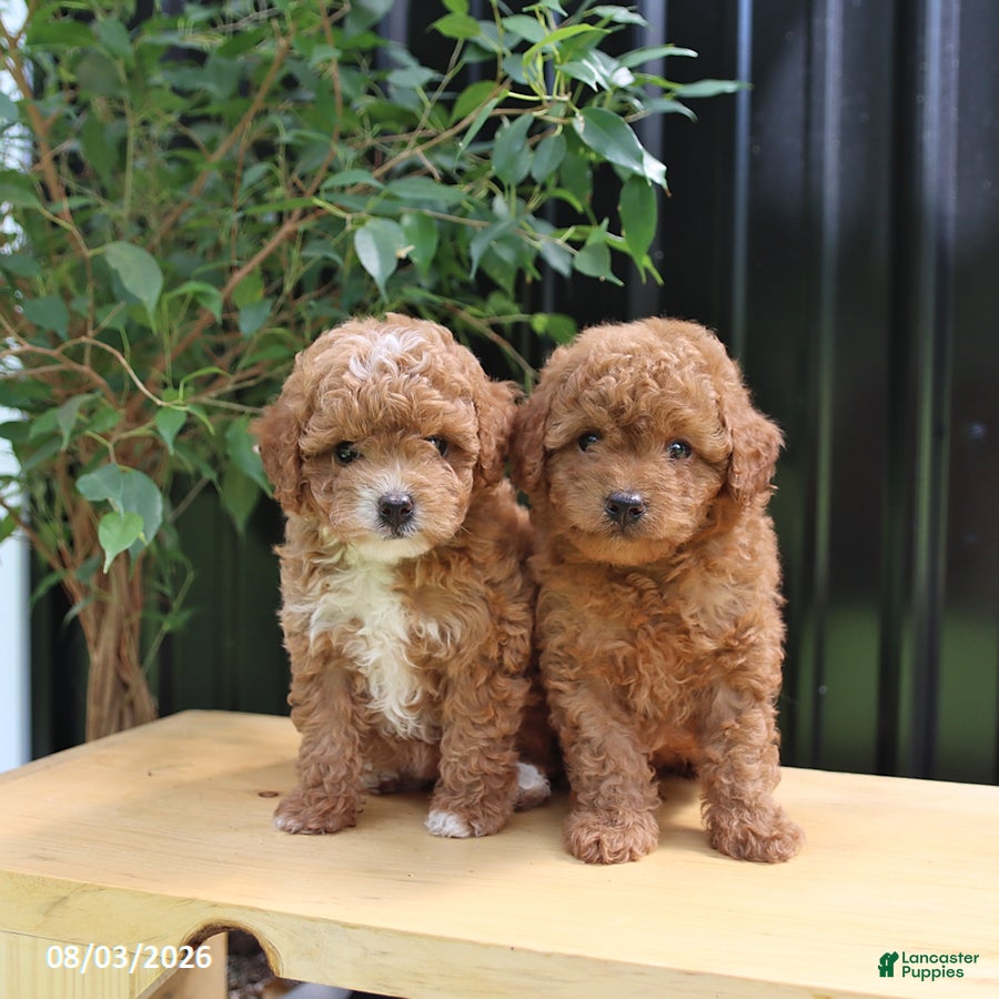 Miniature Poodle dogs Lila  - Ad 2