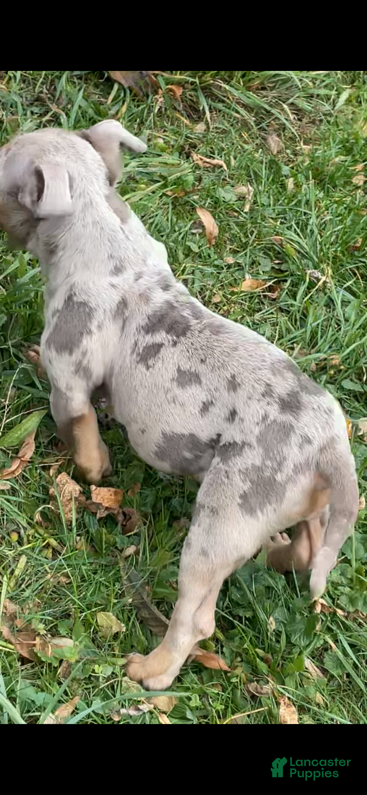 American Bully dogs Beautiful Pup - Ad 15