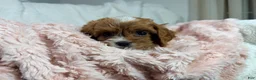 Cavapoo dogs for sale: Caramel 🎀 - Ad 5