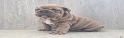 English Bulldog dogs for sale: Kona - Ad 6