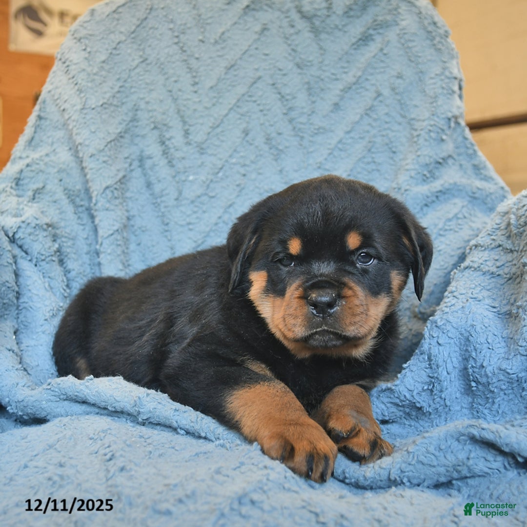 Rottweiler dogs for sale: Roxy  - Ad 4