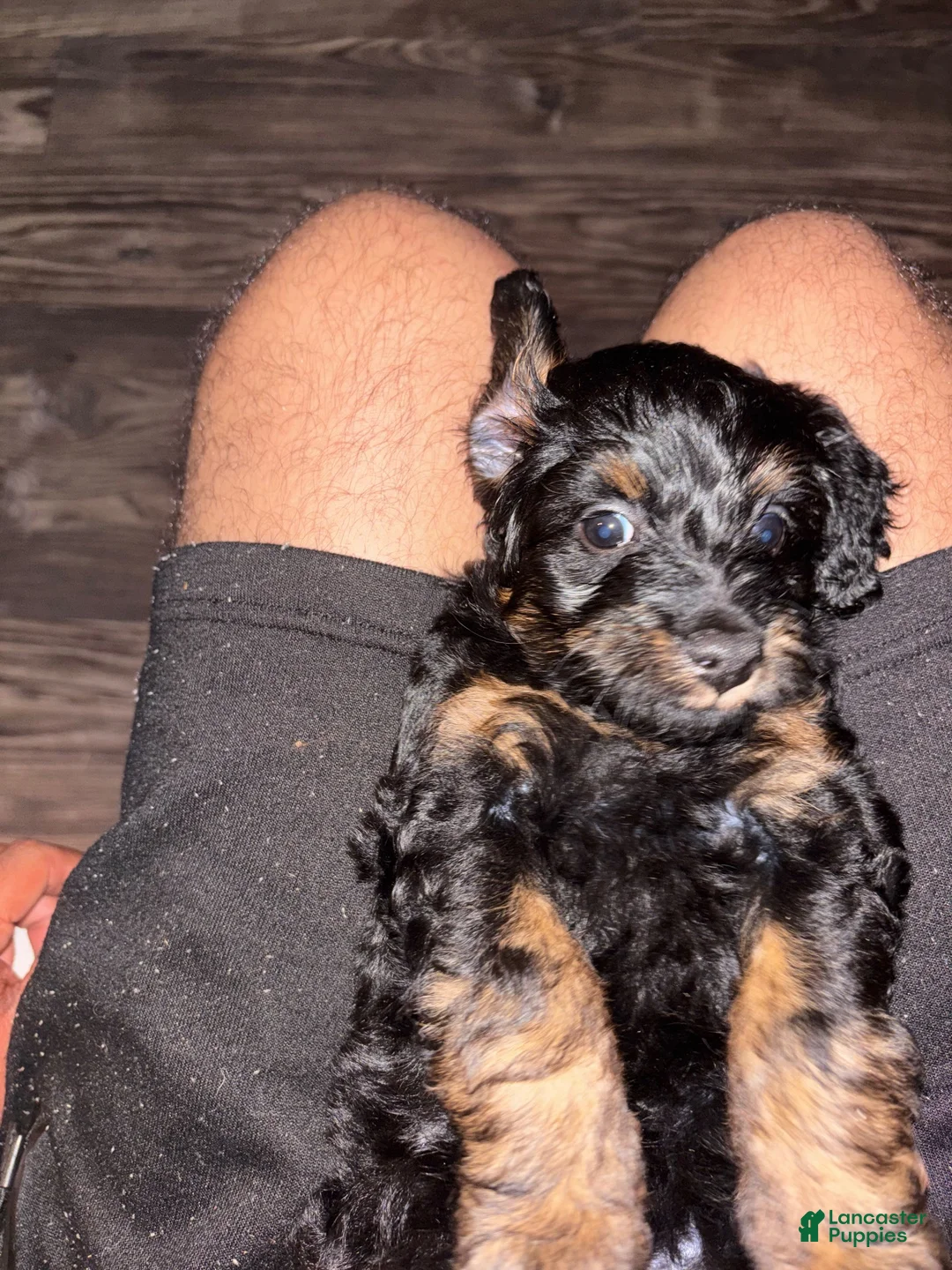 Mini Aussiedoodle dogs for sale: Mini Aussiedoodle 2 - Ad 2