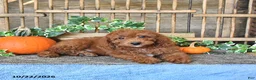 Mini Goldendoodle dogs for sale: Alma - Ad 4
