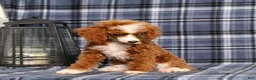 Miniature Poodle dogs for sale: Xoey (Irish Spotting) - Ad 5
