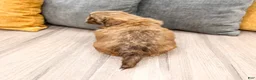 Shih Tzu dogs for sale: Harvey - Ad 5