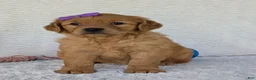 Golden Retriever dogs for sale: Miss Millie  - Ad 21