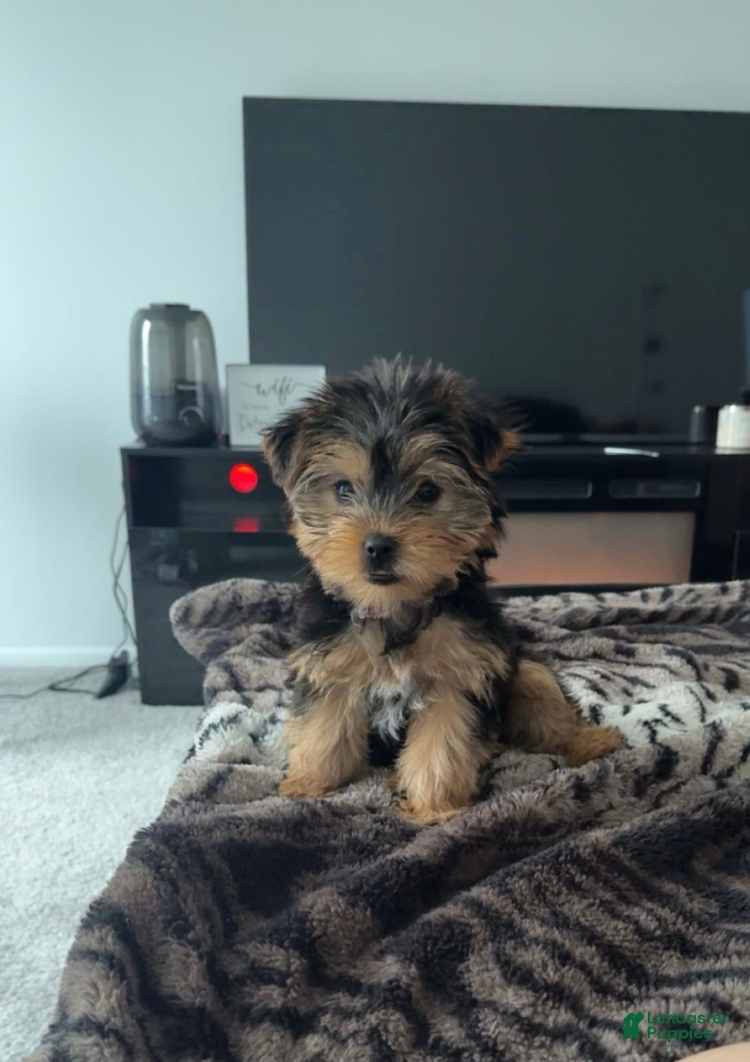 Yorkshire Terrier dogs Yorkshire Terrier Puppy 1 - Ad 37